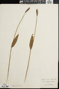 Pogonia ophioglossoides image