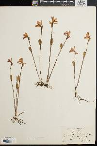 Pogonia ophioglossoides image