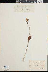 Pogonia ophioglossoides image