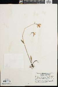 Pogonia ophioglossoides image