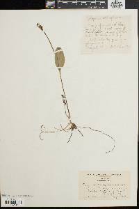 Pogonia ophioglossoides image