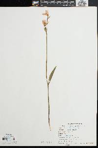 Pogonia ophioglossoides image