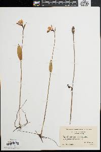 Pogonia ophioglossoides image