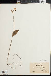 Pogonia ophioglossoides image