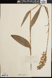 Platanthera lacera image