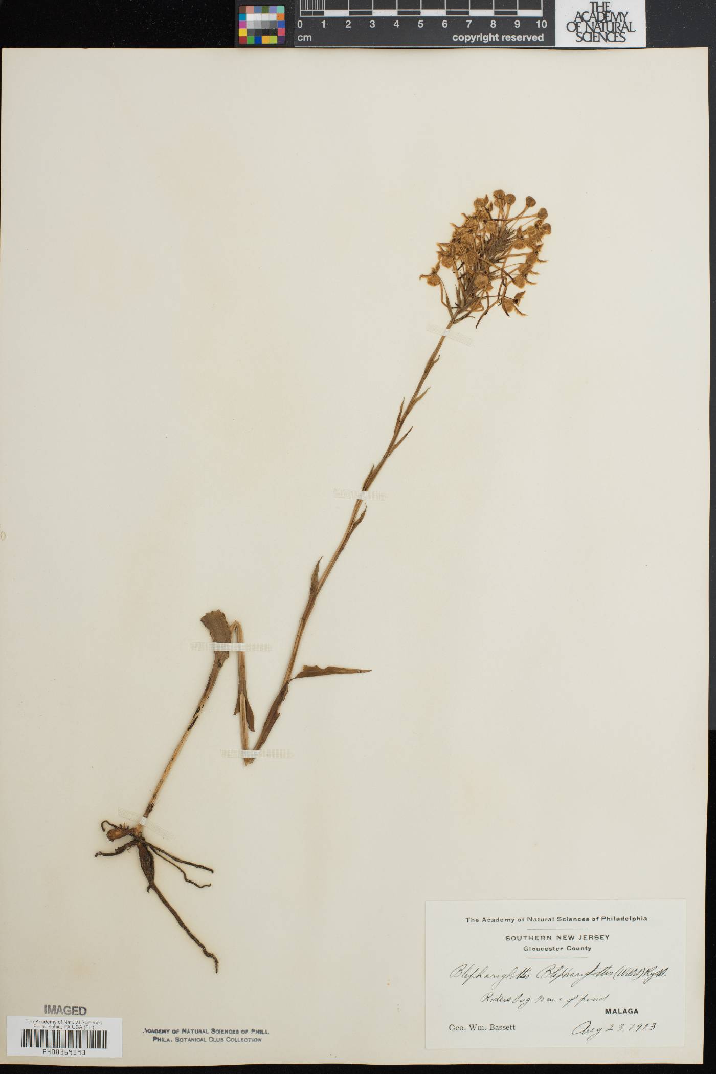 Platanthera blephariglottis var. blephariglottis image