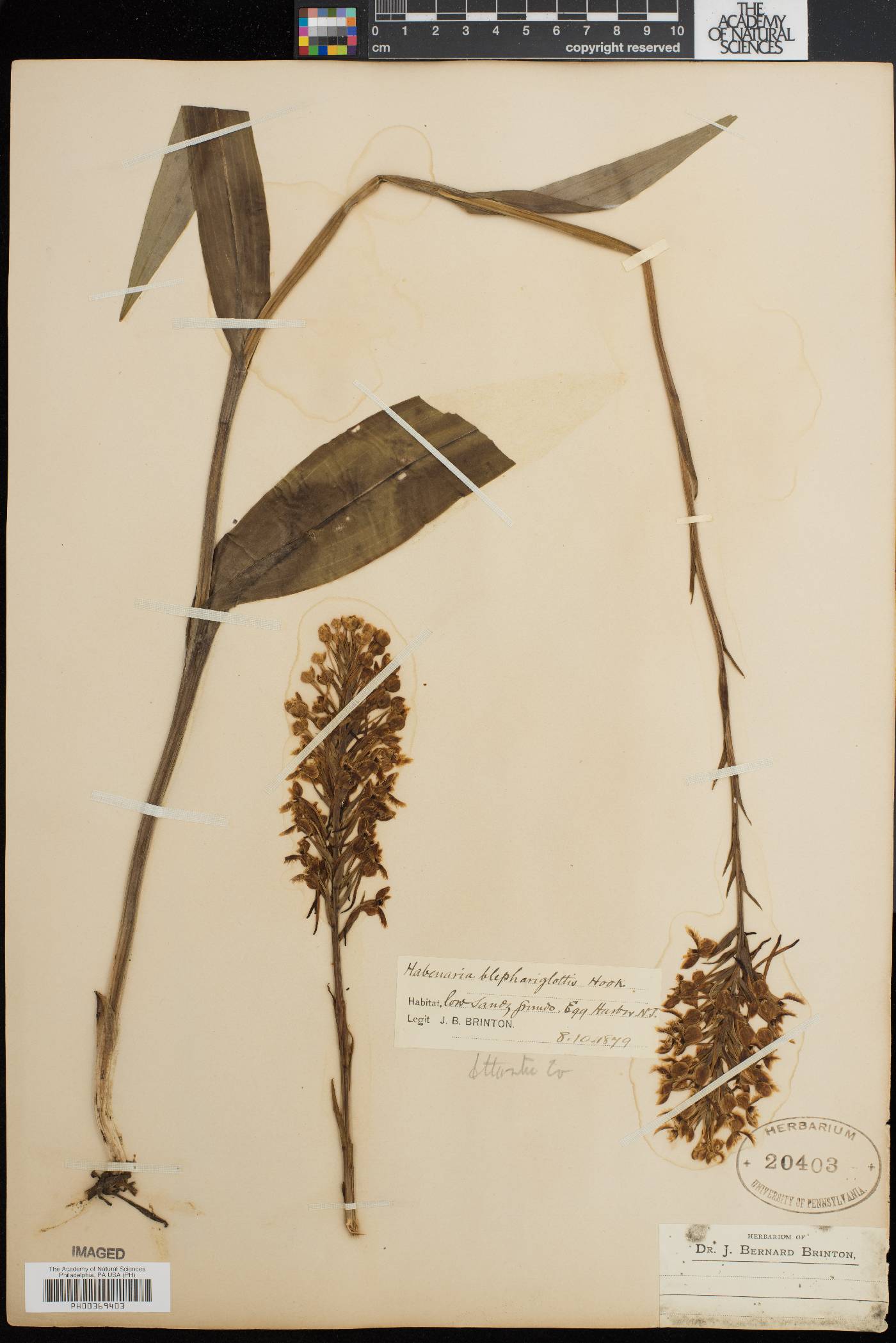 Platanthera blephariglottis image