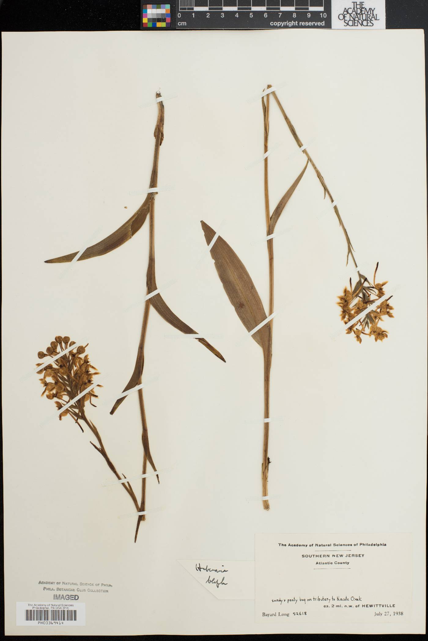 Platanthera blephariglottis image