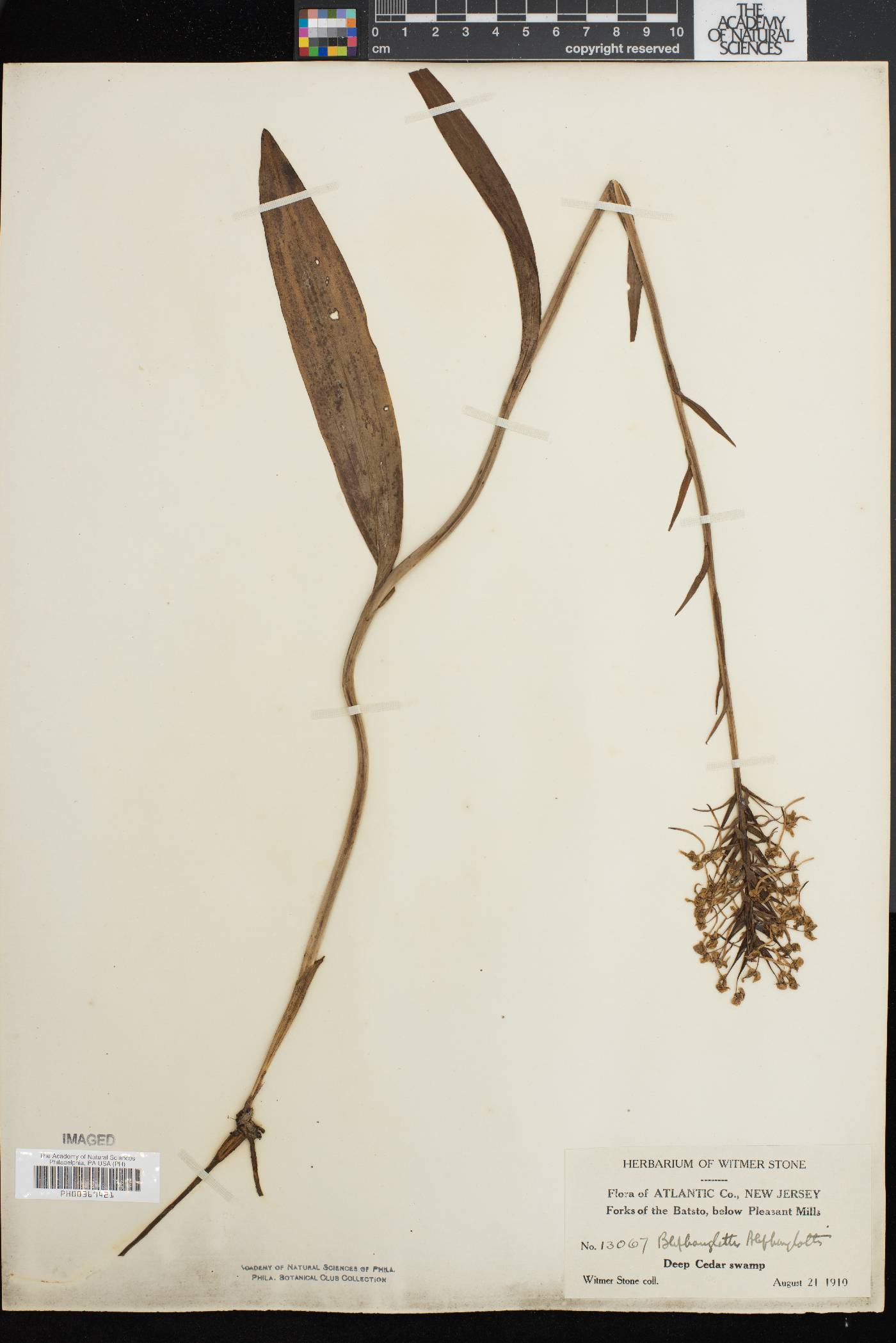 Platanthera blephariglottis var. blephariglottis image