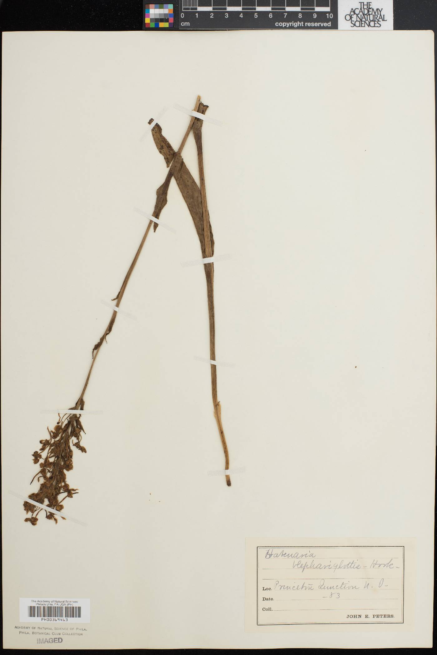 Platanthera blephariglottis image