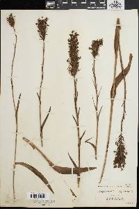 Platanthera blephariglottis image