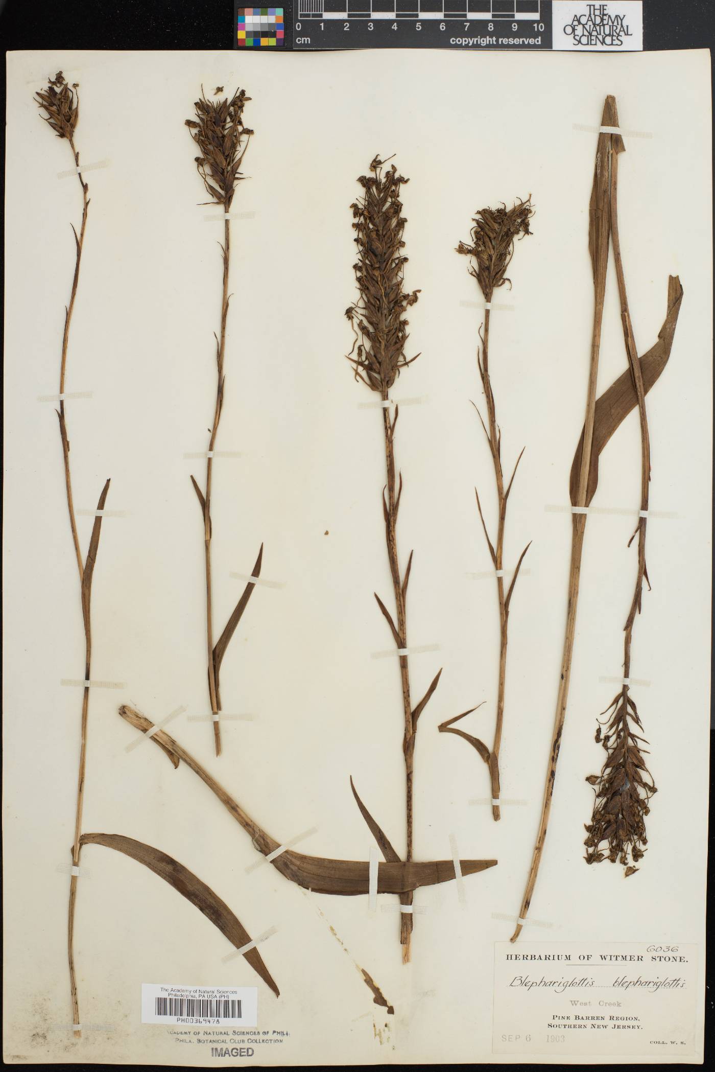 Platanthera blephariglottis image
