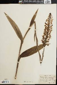 Platanthera blephariglottis var. blephariglottis image