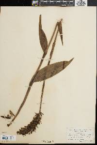 Platanthera blephariglottis image