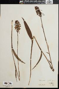 Platanthera blephariglottis image