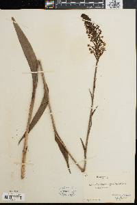 Platanthera blephariglottis image