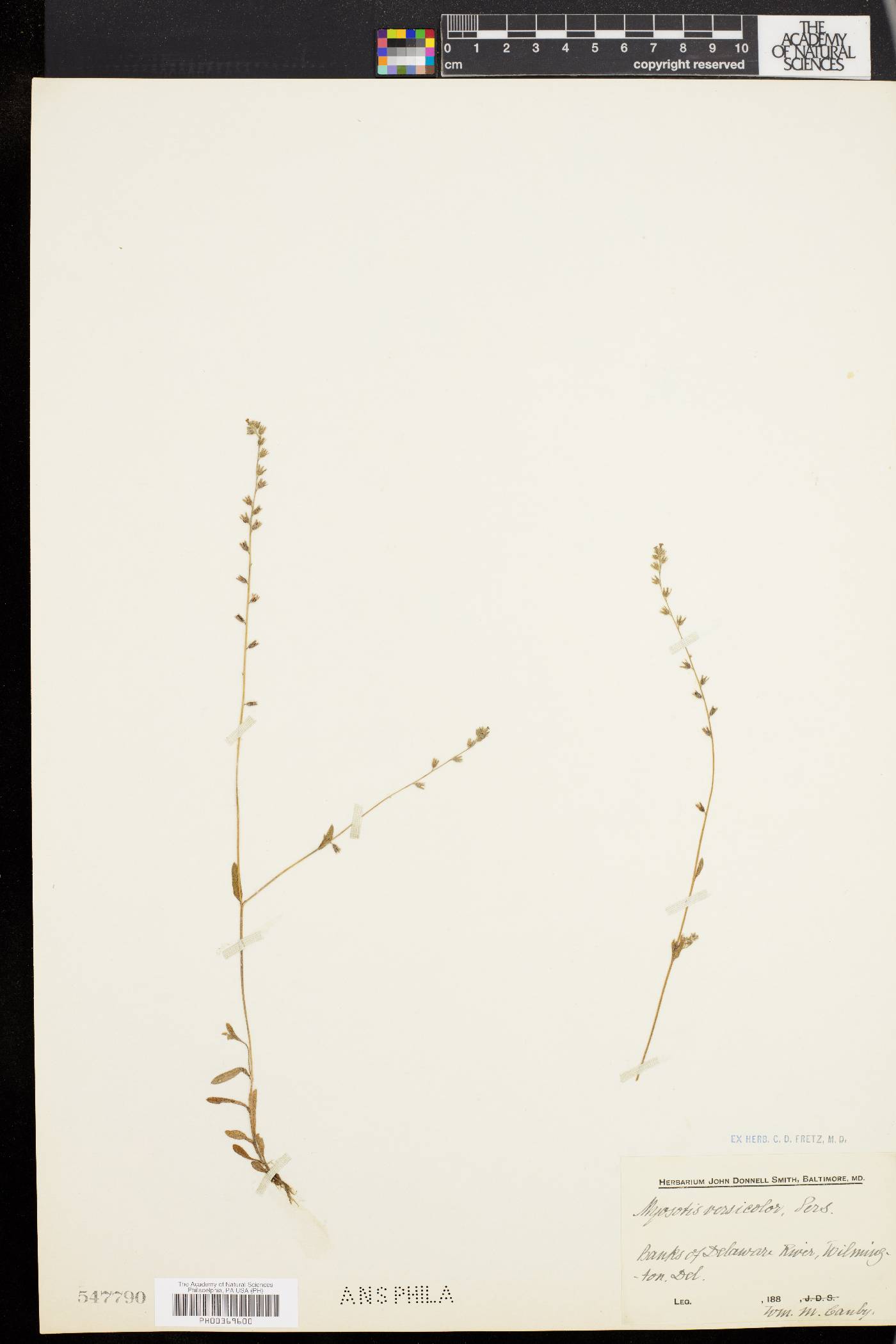 Myosotis versicolor image