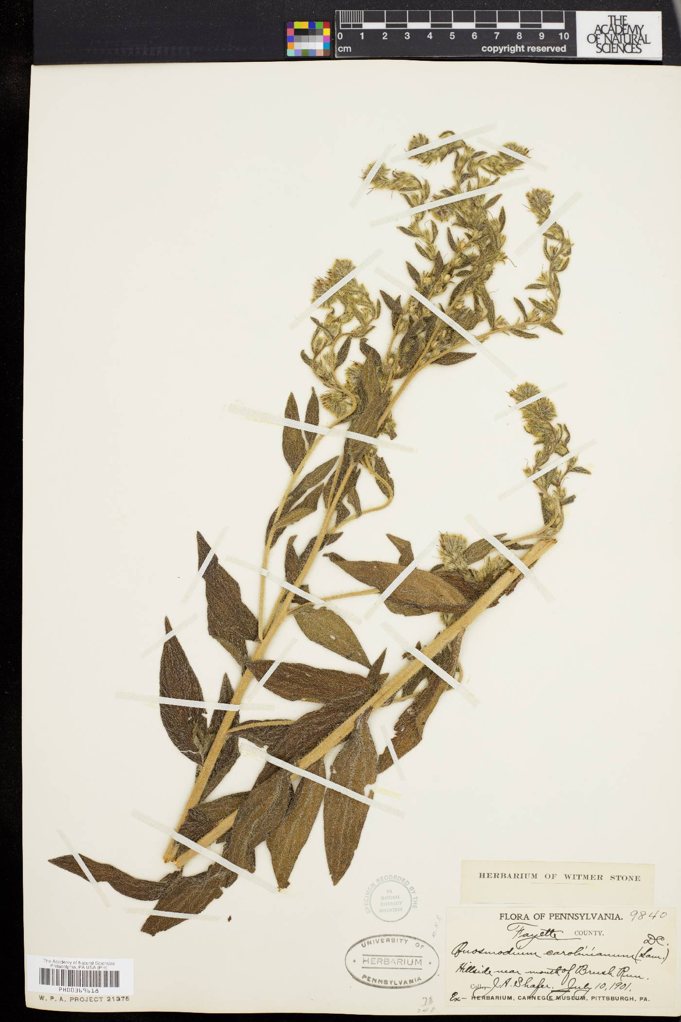 Onosmodium carolinianum image