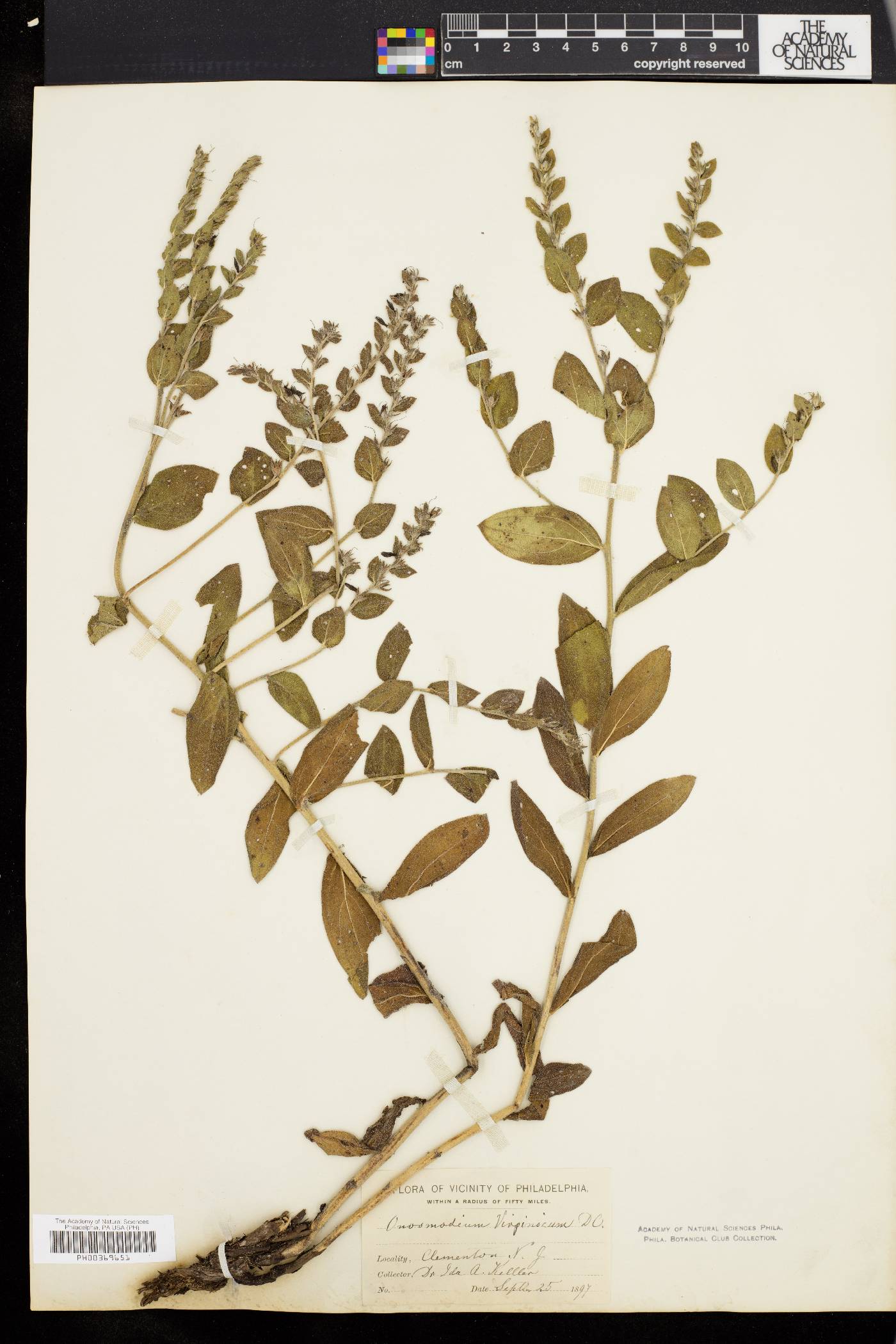 Onosmodium virginianum image