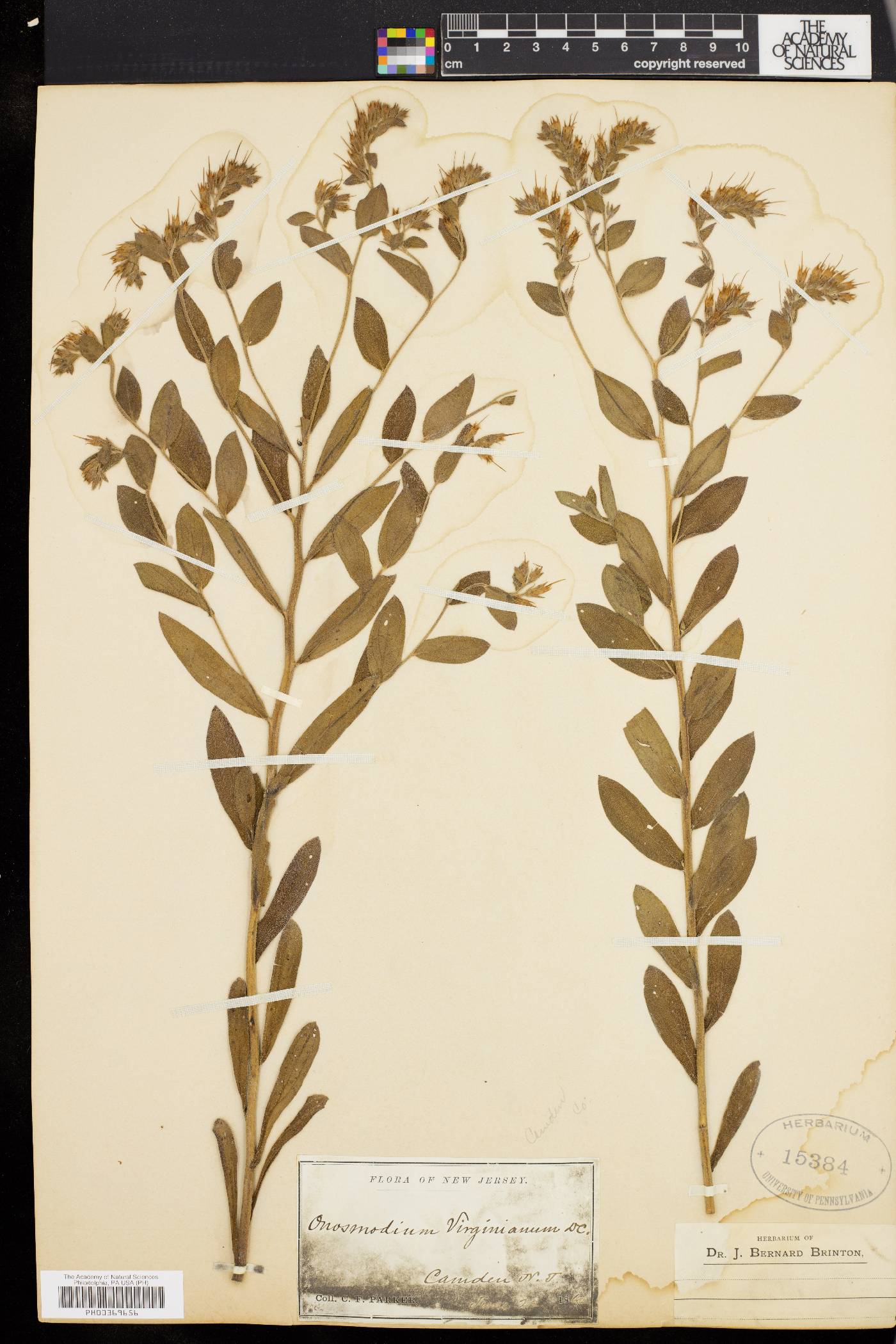 Onosmodium virginianum image