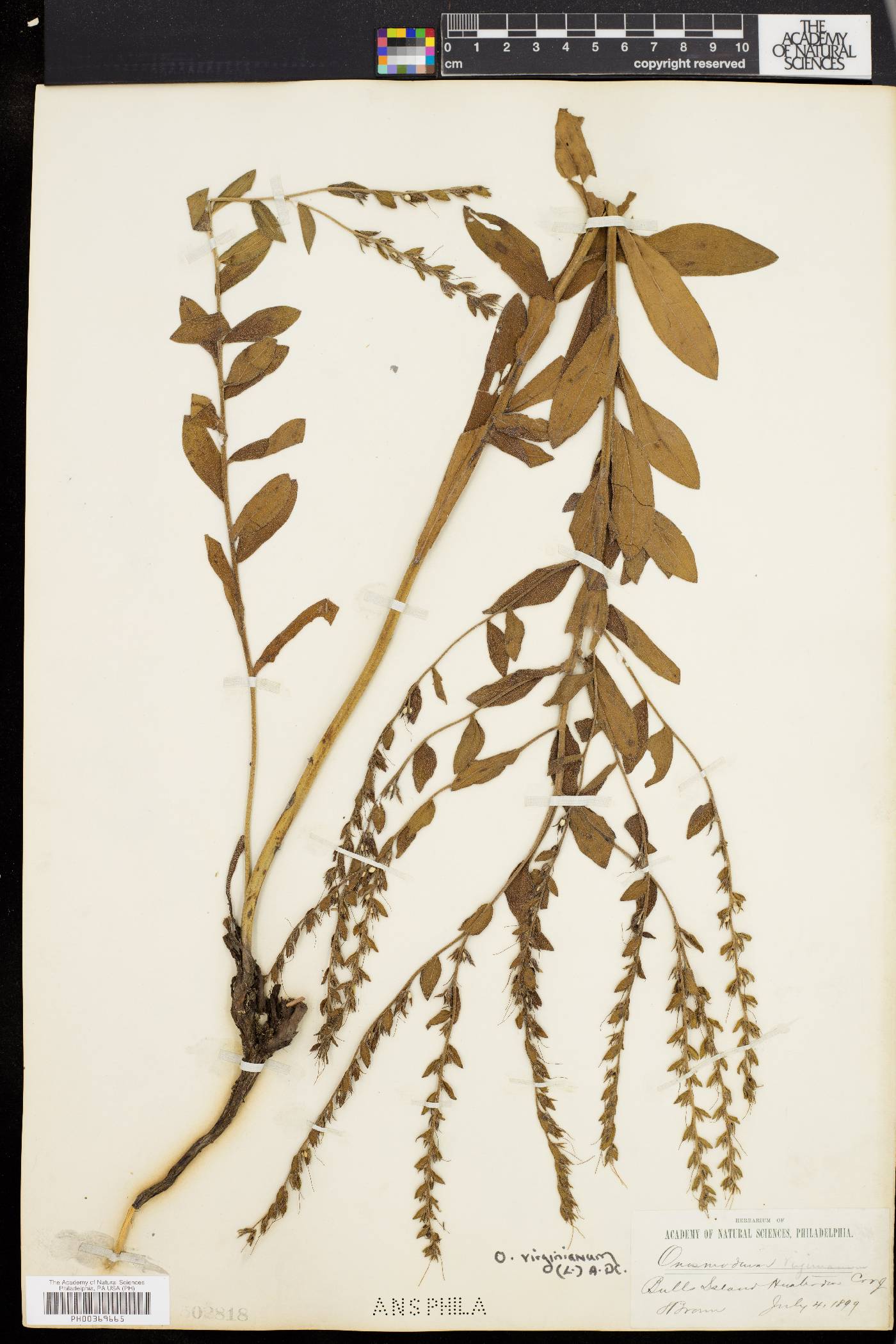 Onosmodium virginianum image