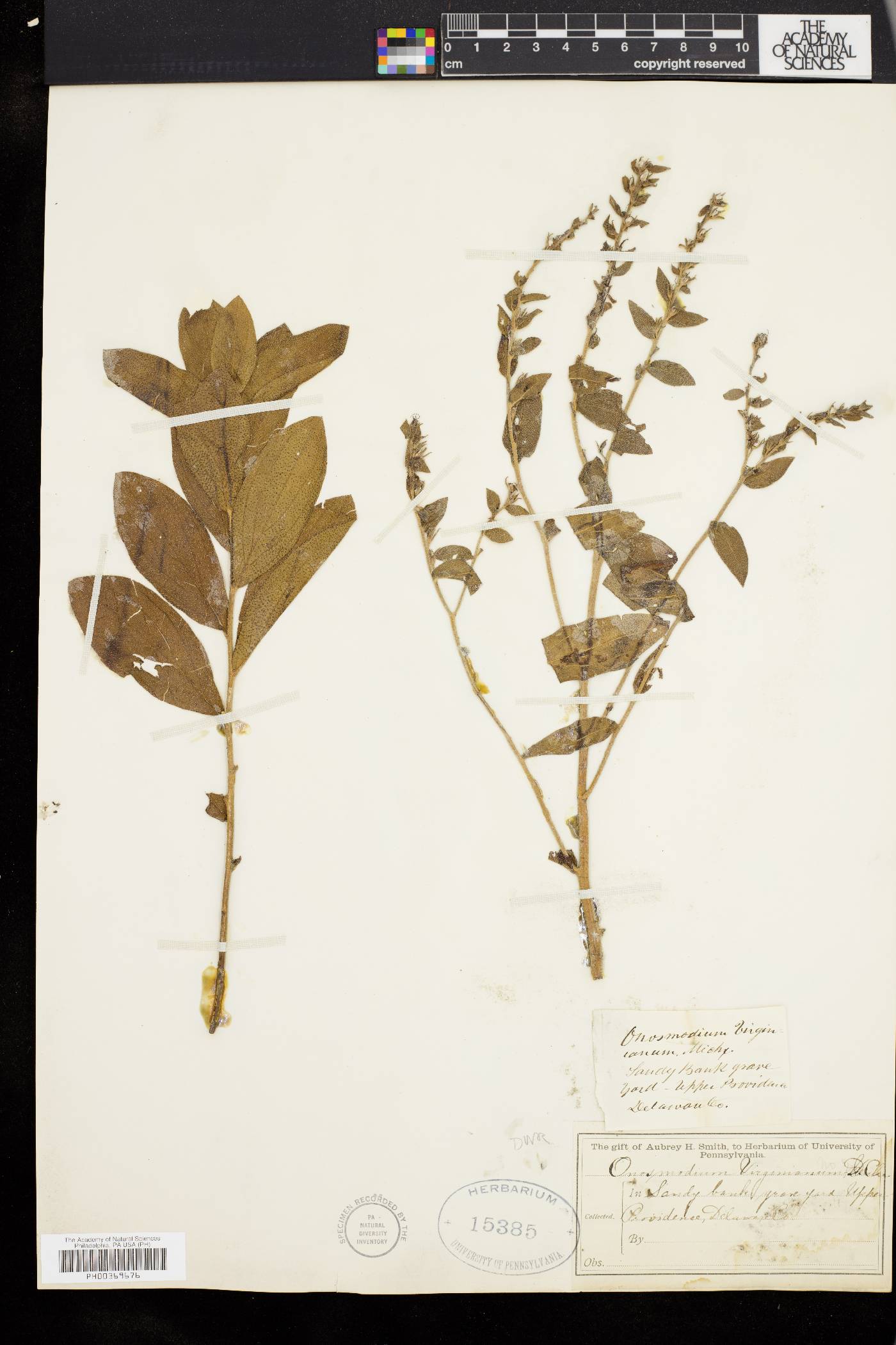 Onosmodium virginianum image