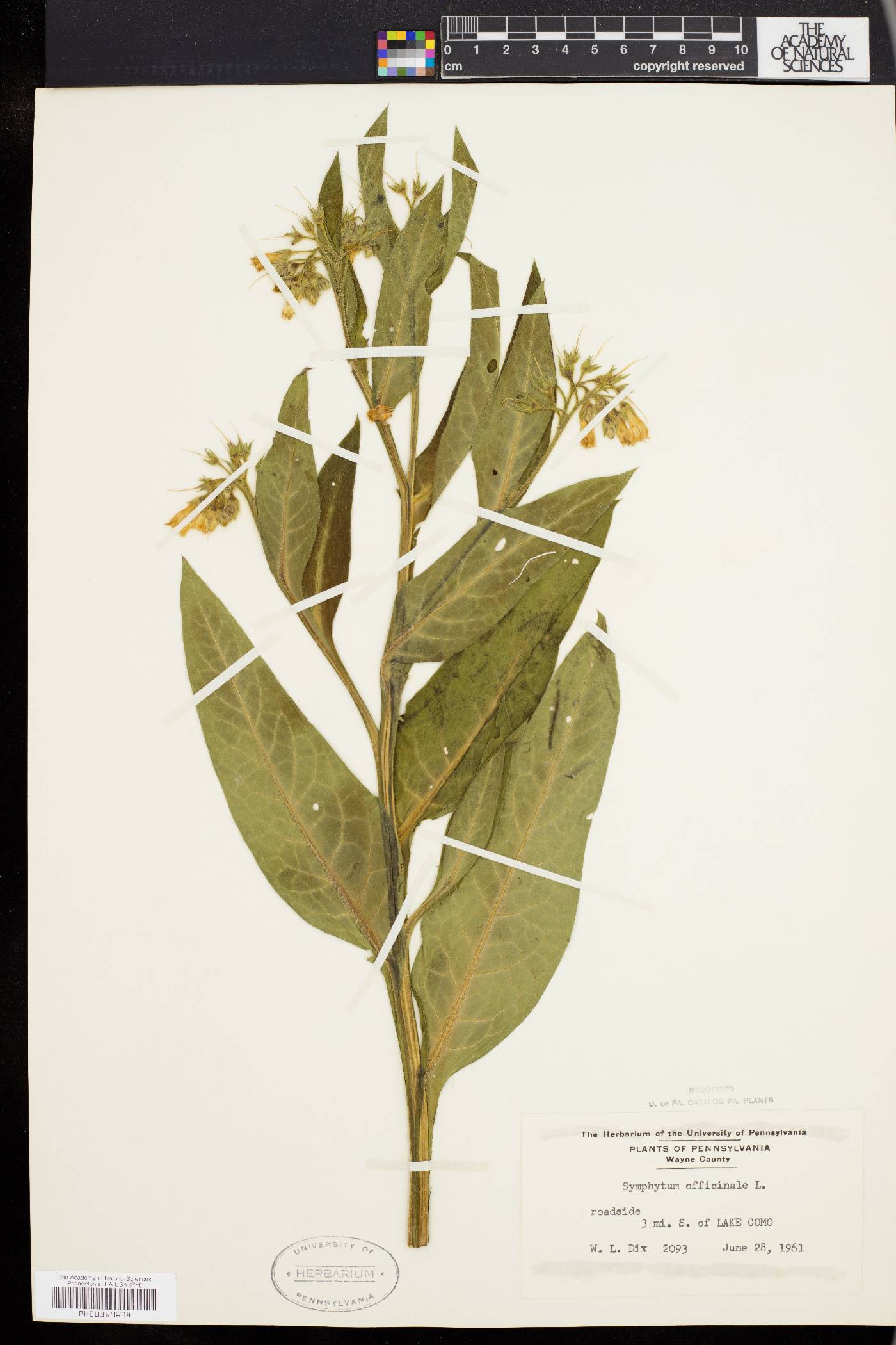 Symphytum officinale image