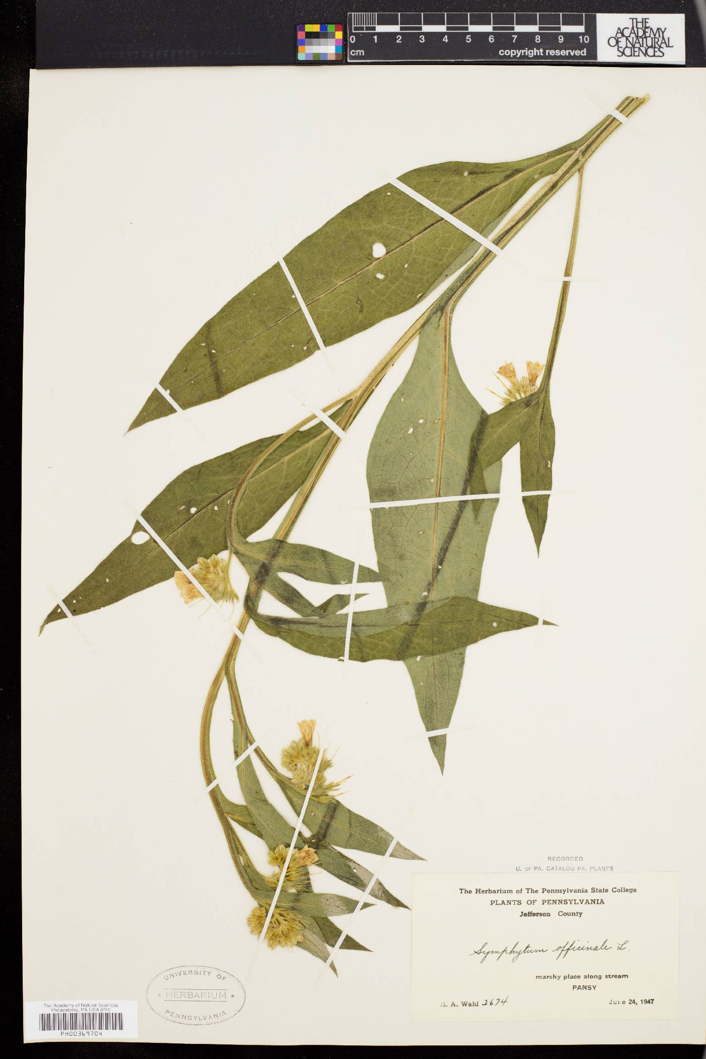 Symphytum officinale image