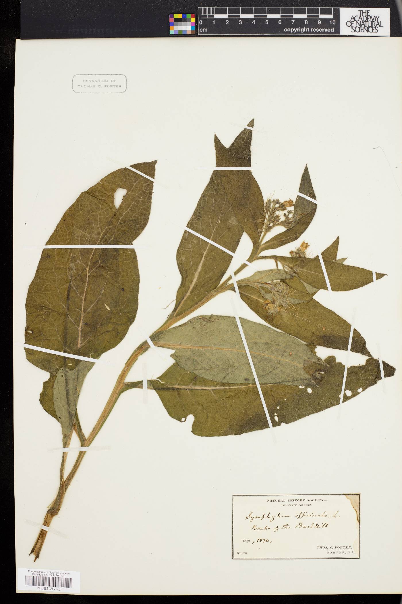 Symphytum officinale image