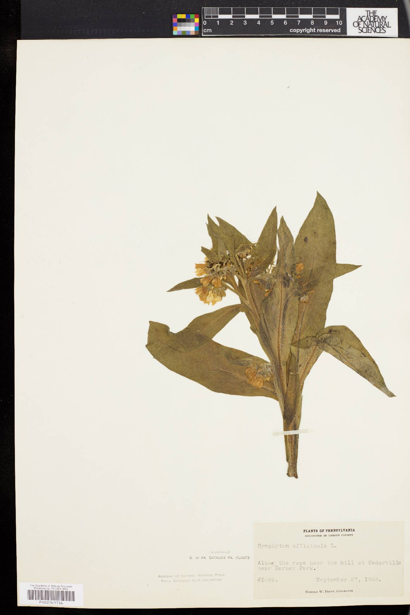 Symphytum officinale image