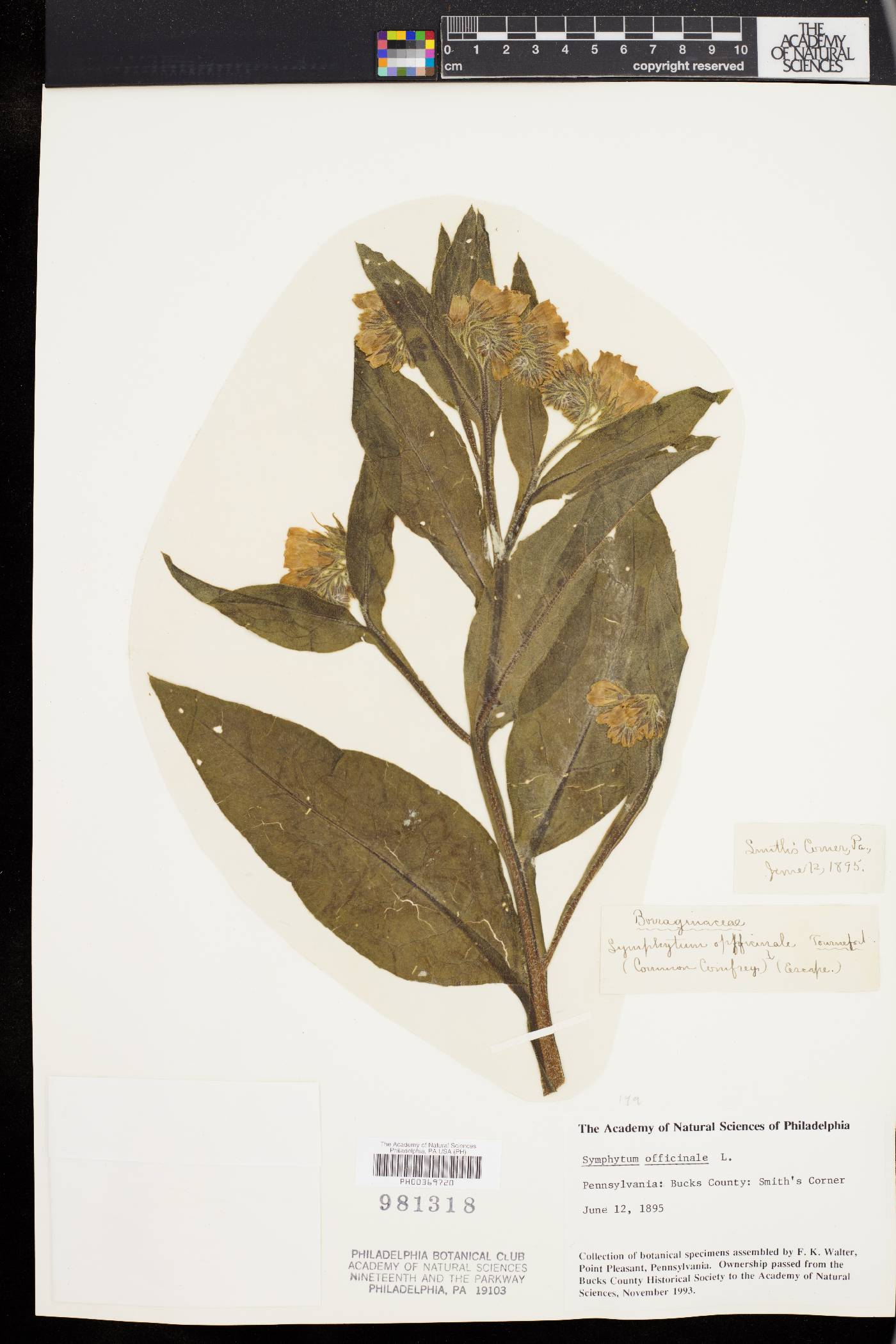 Symphytum officinale image