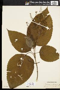 Collinsonia canadensis image