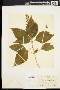 Collinsonia canadensis image