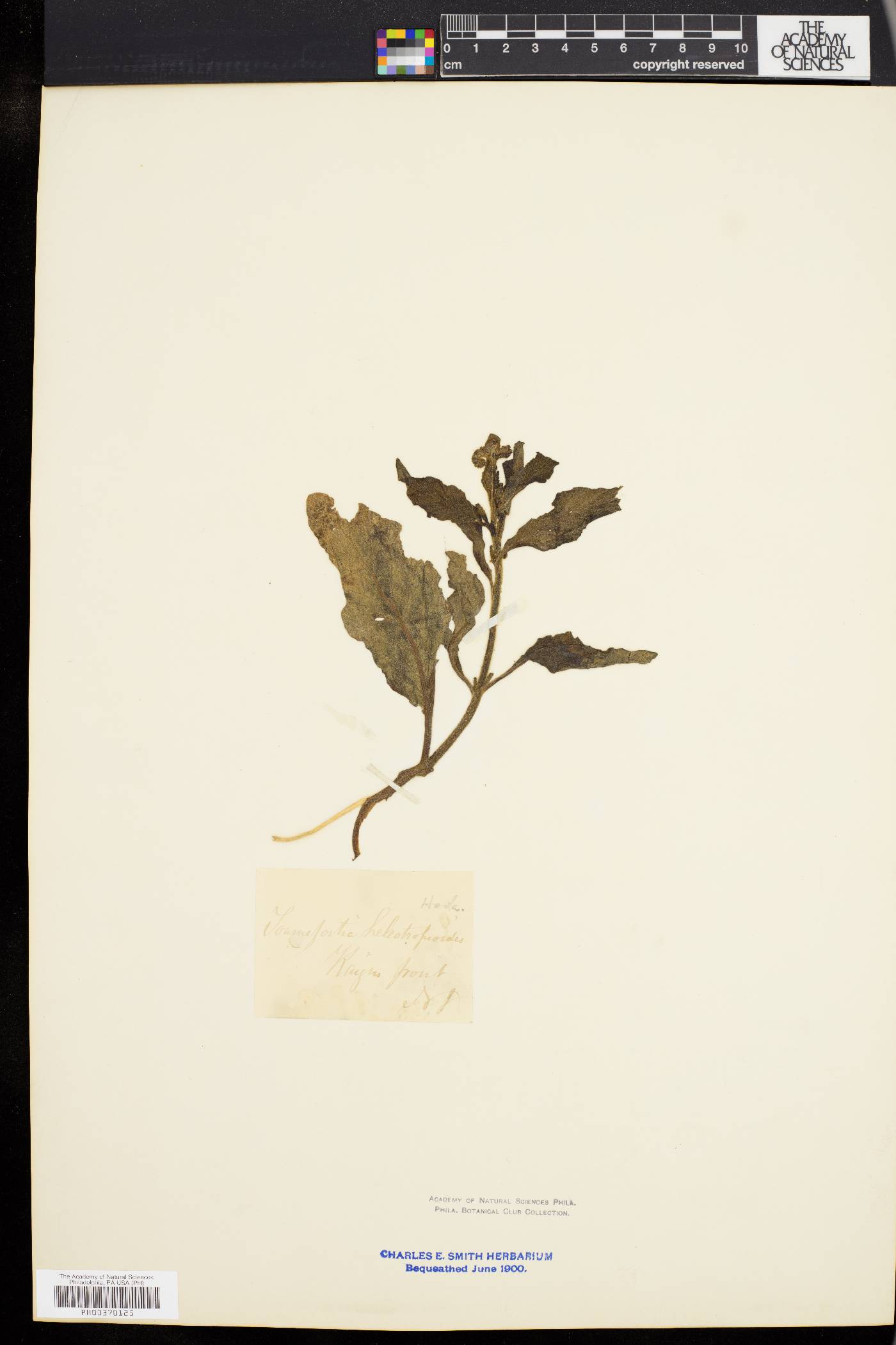 Tournefortia heliotropioides image