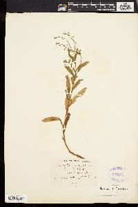 Myosotis laxa image