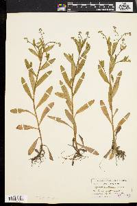 Myosotis laxa image