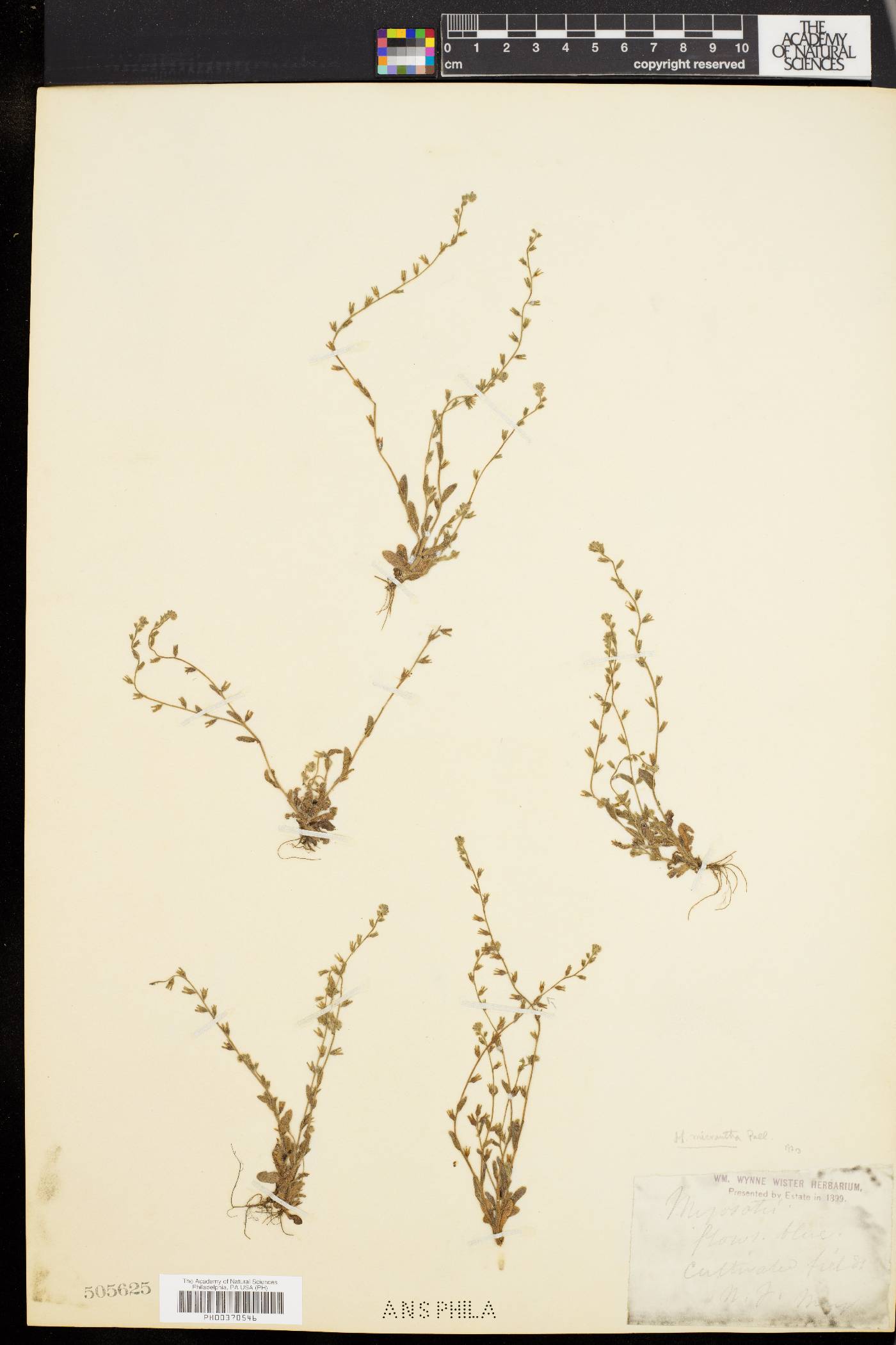 Myosotis micrantha image