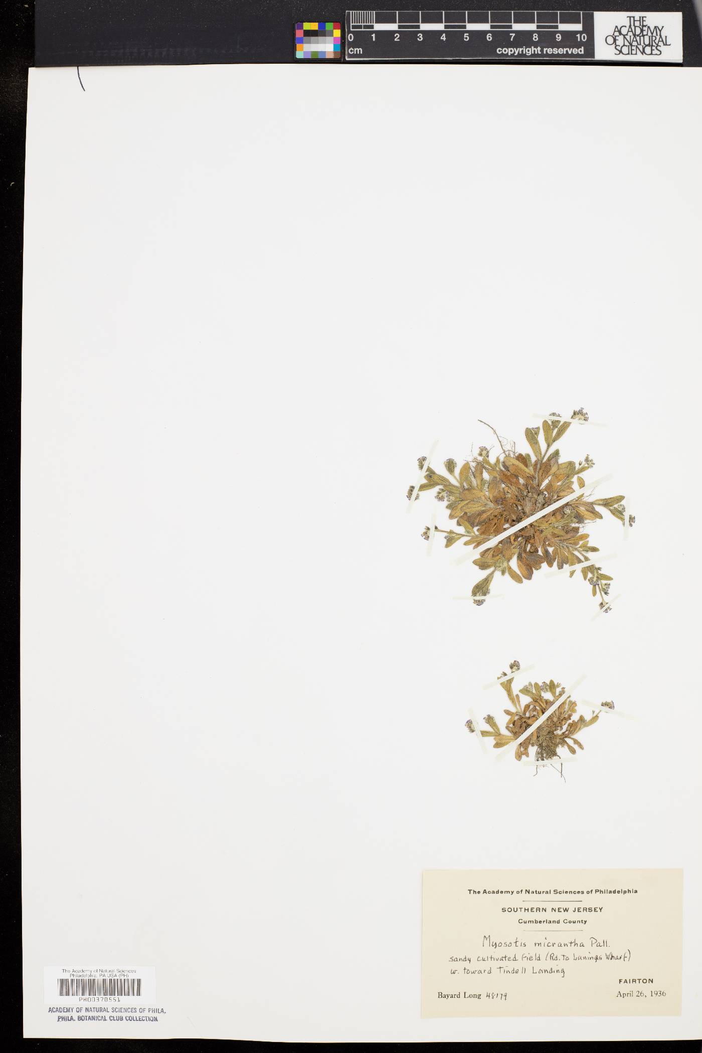 Myosotis micrantha image