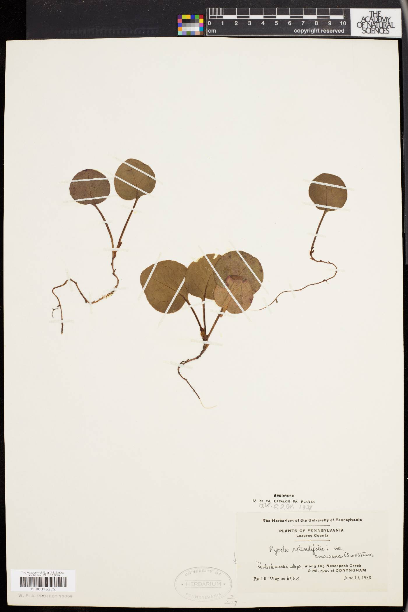 Pyrola rotundifolia var. americana image
