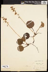 Pyrola rotundifolia image