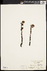 Hypopitys monotropa image