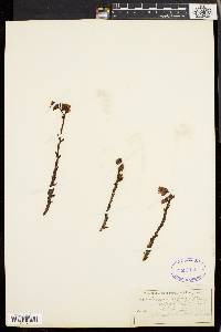 Hypopitys monotropa image