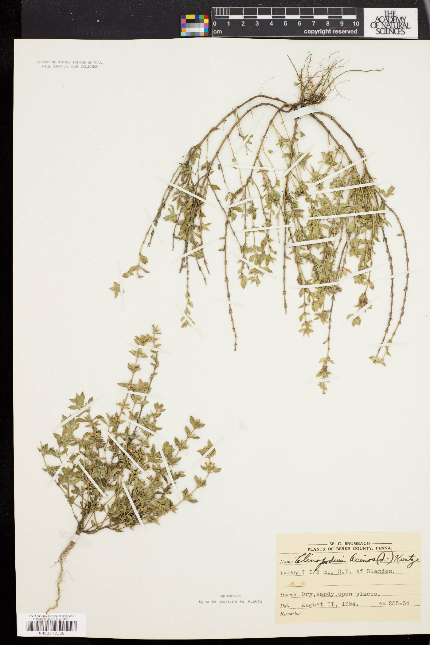 Calamintha acinos image
