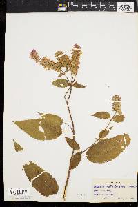 Agastache foeniculum image