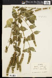 Agastache nepetoides image