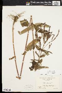 Verbena hastata image