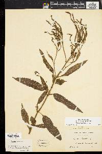 Verbena hastata image