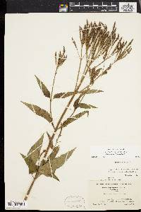 Verbena hastata image