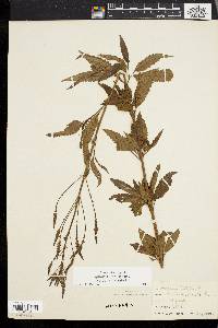 Verbena hastata image