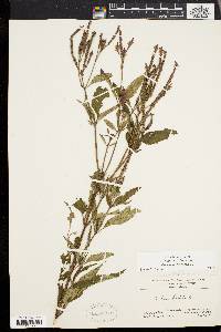 Verbena hastata image